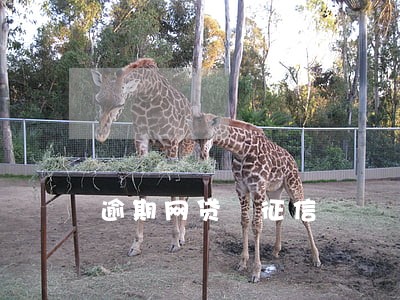 逾期网贷 征信 逾期网贷 征信